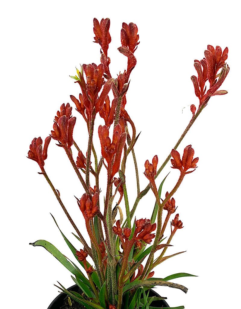 Anigozanthos 'Kanga Red' 1 Gallon - The Garden Corner