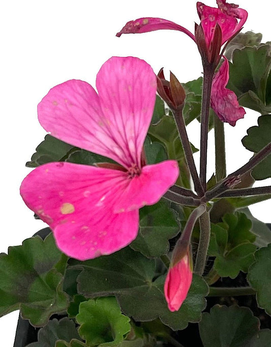 Geranium Zonal 'Caliente Pink' - The Garden Corner
