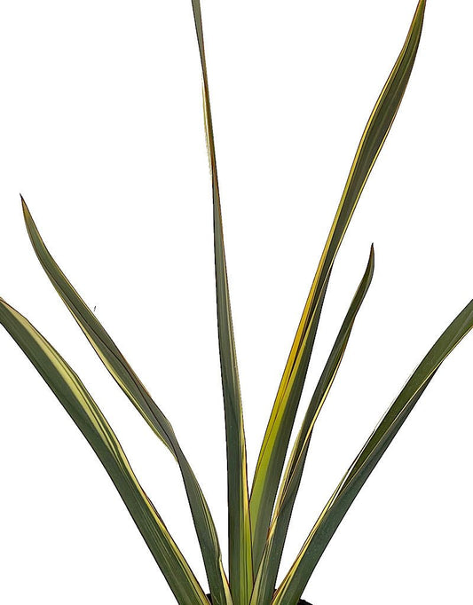 Phormium 'Alison Blackman' 1 Gallon - The Garden Corner