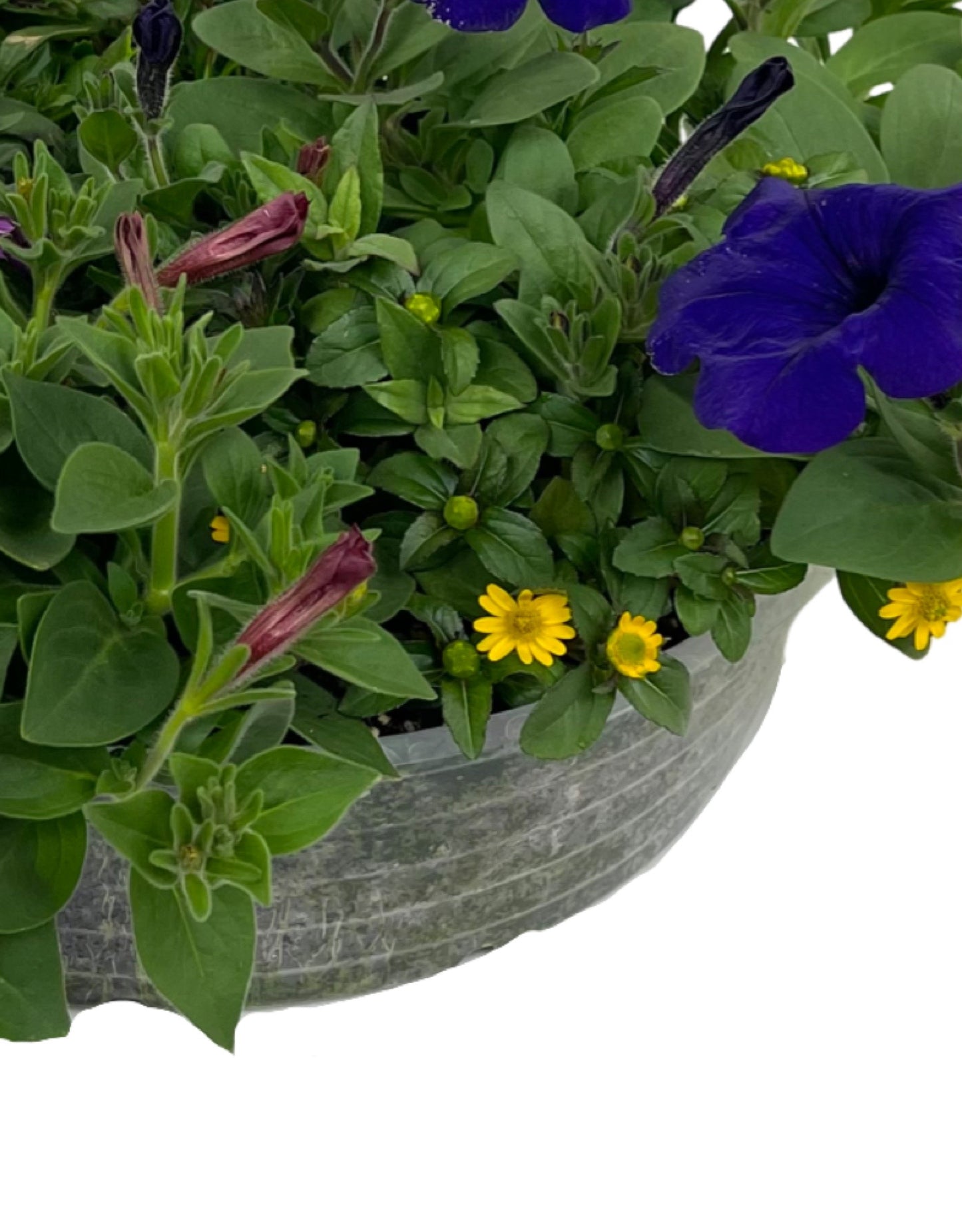 Basket Popper - The Garden Corner