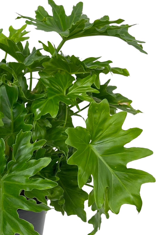 Philodendron 'Shangrila' 1 Gallon - The Garden Corner