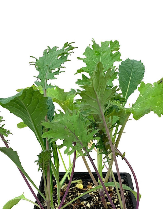 Kale 'Gourmet Mix' Jumbo Traypack - The Garden Corner