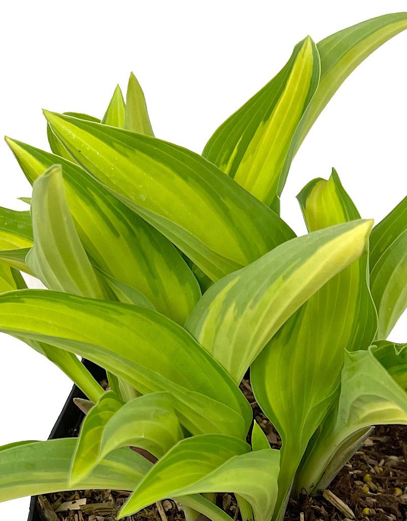 Hosta 'Moonstruck' 1 Gallon - The Garden Corner
