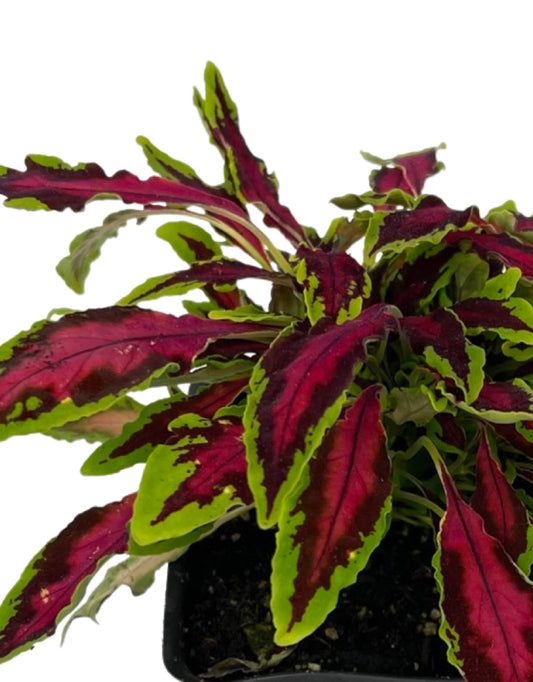 Coleus 'Spitfire' - The Garden Corner