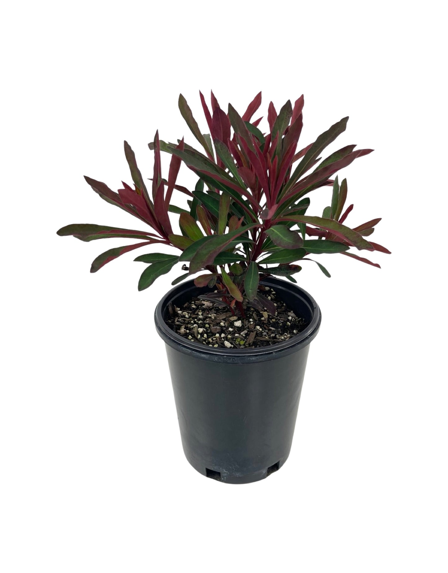 Euphorbia 'Miner's Merlot' - The Garden Corner