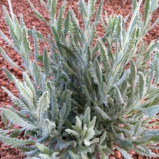 Lavandula 'Goodwin Creek' 1 Gallon - The Garden Corner