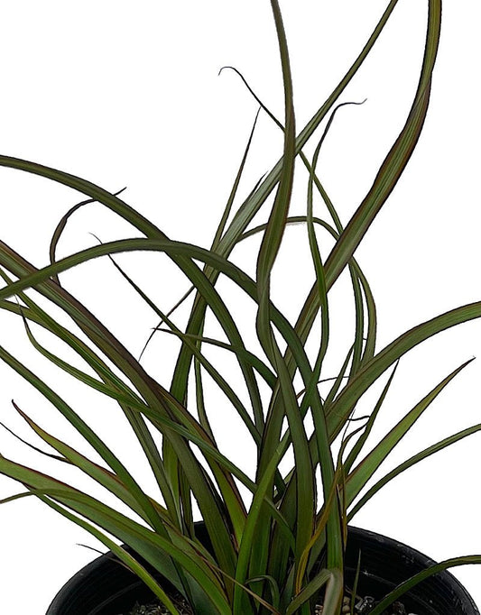 Phormium 'Tom Thumb' 1 Gallon - The Garden Corner