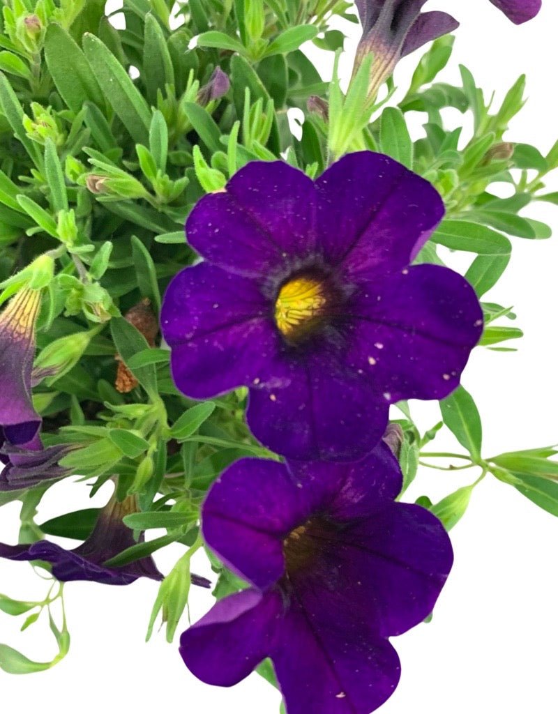 Calibrachoa 'Cabaret Purple' 4 Inch - The Garden Corner