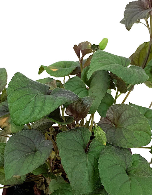 Viola Labradorica 4 Inch - Perennials