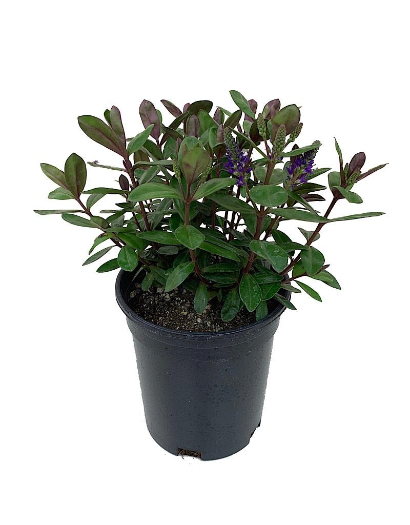 Hebe 'Amy' - Shrubs