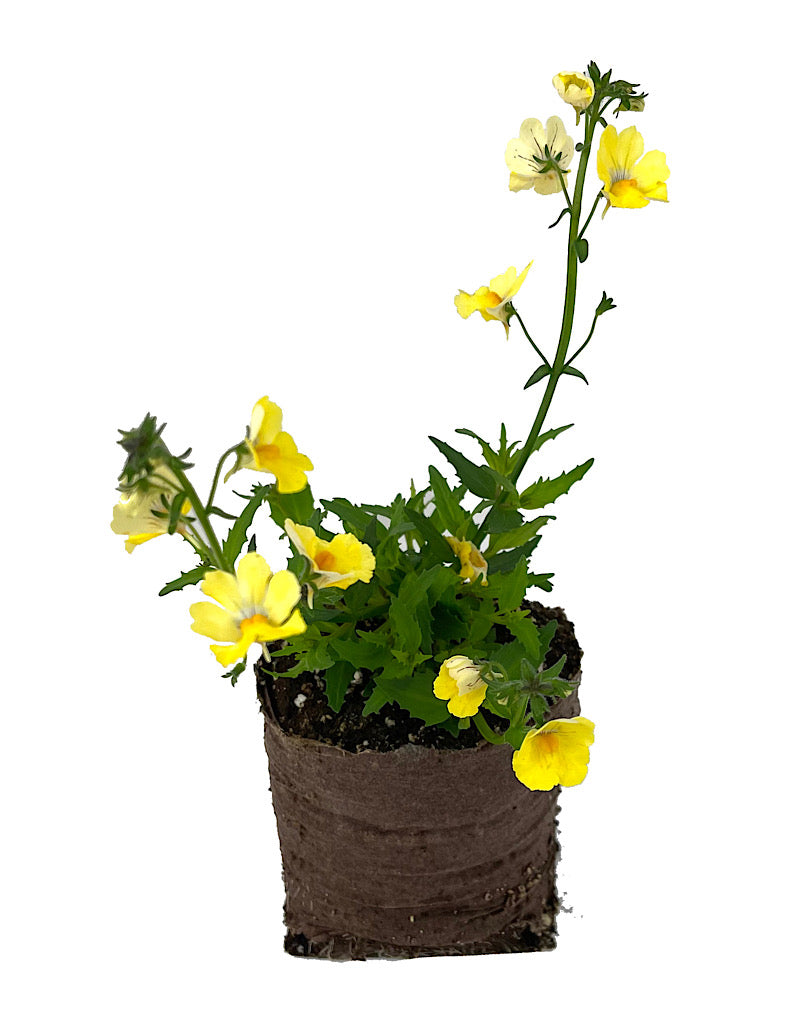 Nemesia 'Sunsatia Lemon Improved'