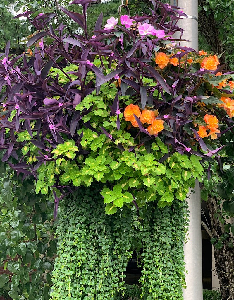 Our Passion Basket - The Garden Corner