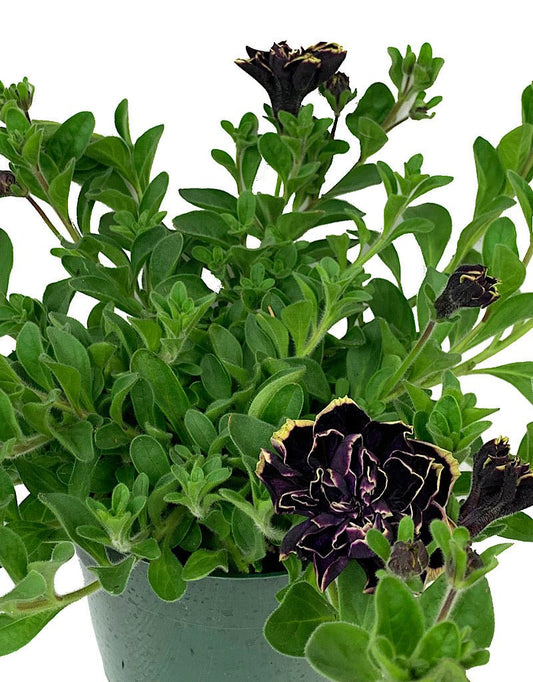 Petunia 'Midnight Gold' - The Garden Corner