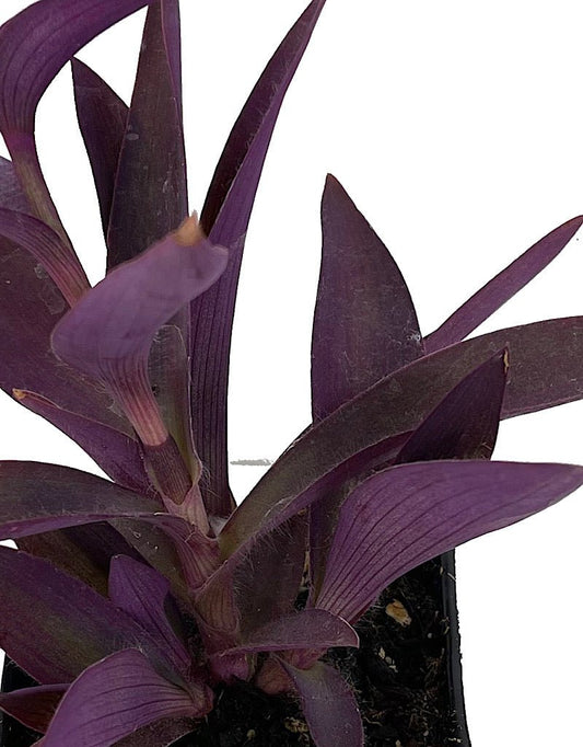 Setcreasea 'Purple Queen' - The Garden Corner