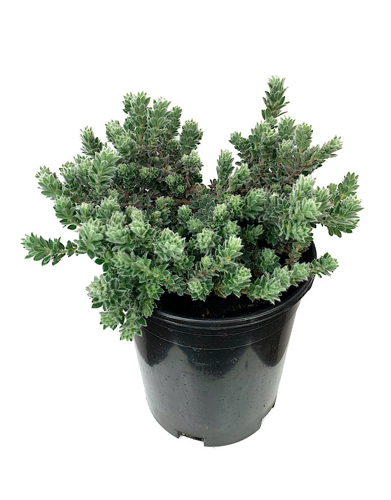 Dorycnium hirsutum