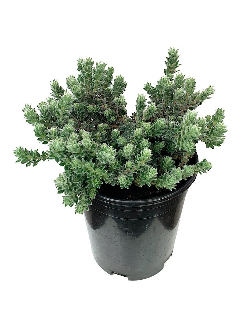 Dorycnium hirsutum - Perennials