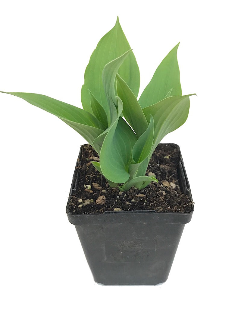 Hosta 'Fragrant Blue' - 4 inch