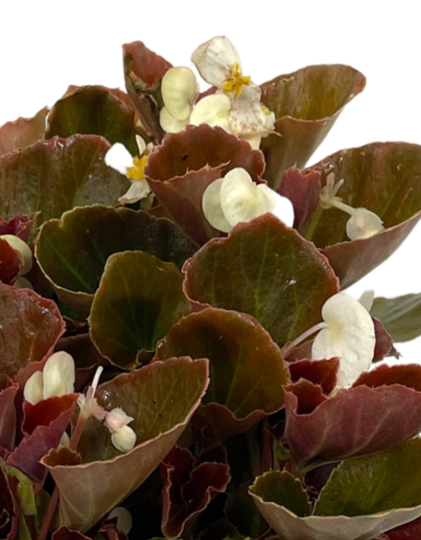 Begonia 'Cocktail Bronze Whiskey'