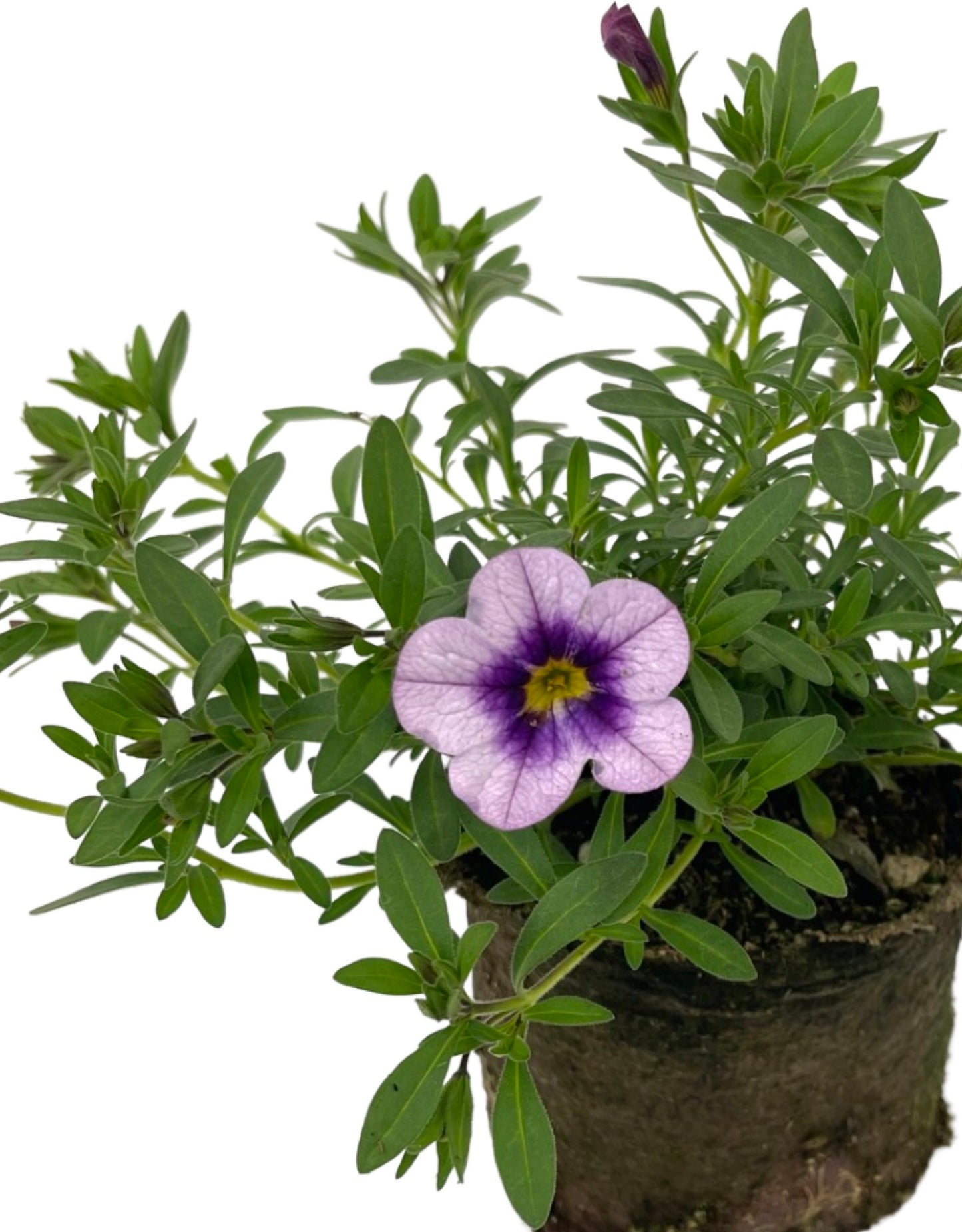 Calibrachoa 'Bloomtastic Serenity' - The Garden Corner