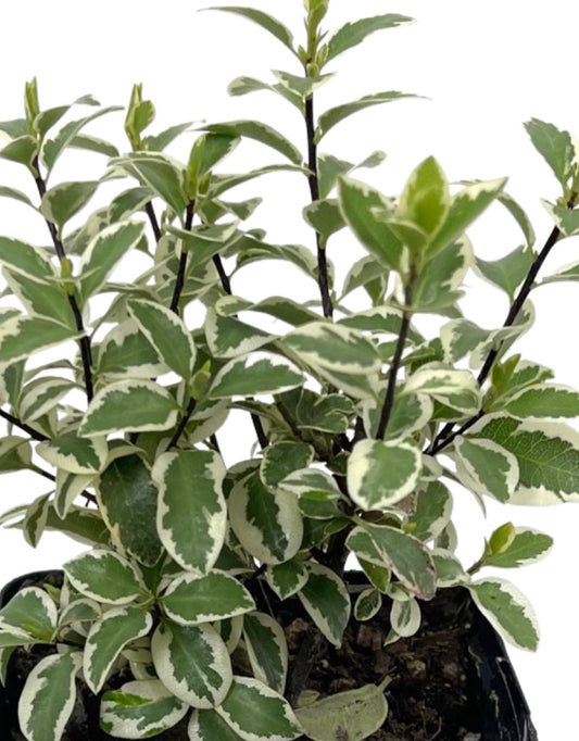 Pittosporum tenuifolium 'Marjorie Channon' Quart - The Garden Corner