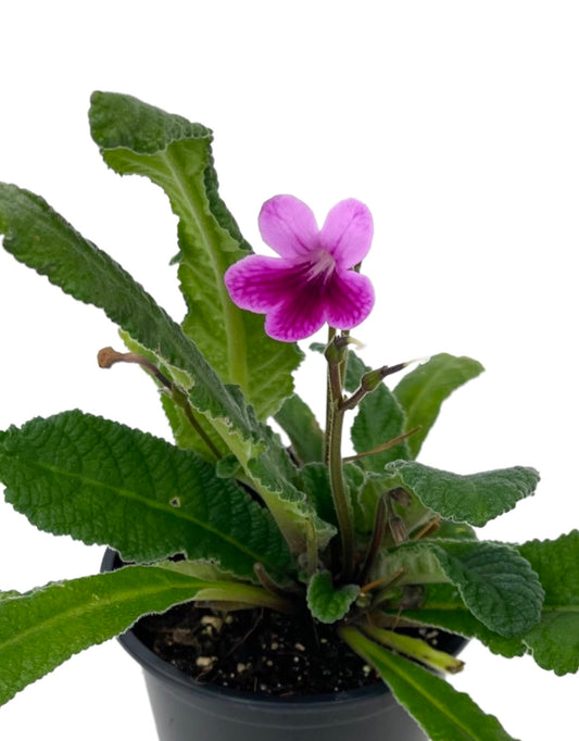 Streptocarpus 'Caitlin' Quart - The Garden Corner