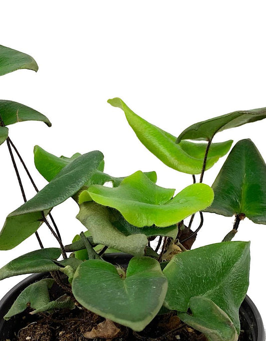 Hemionitis arifolia - The Garden Corner