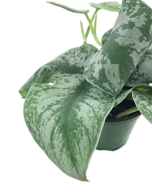 Pothos 'Silver Splash' 4 inch - The Garden Corner