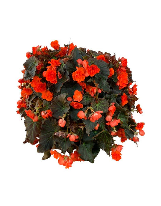 Moss Basket Solenia Begonia - The Garden Corner