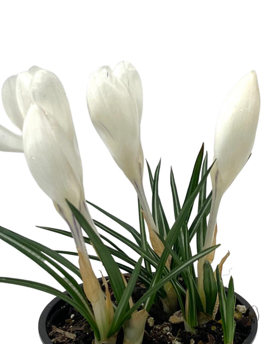Crocus vernus 'Jeanne d'Arc' 4 Inch - The Garden Corner