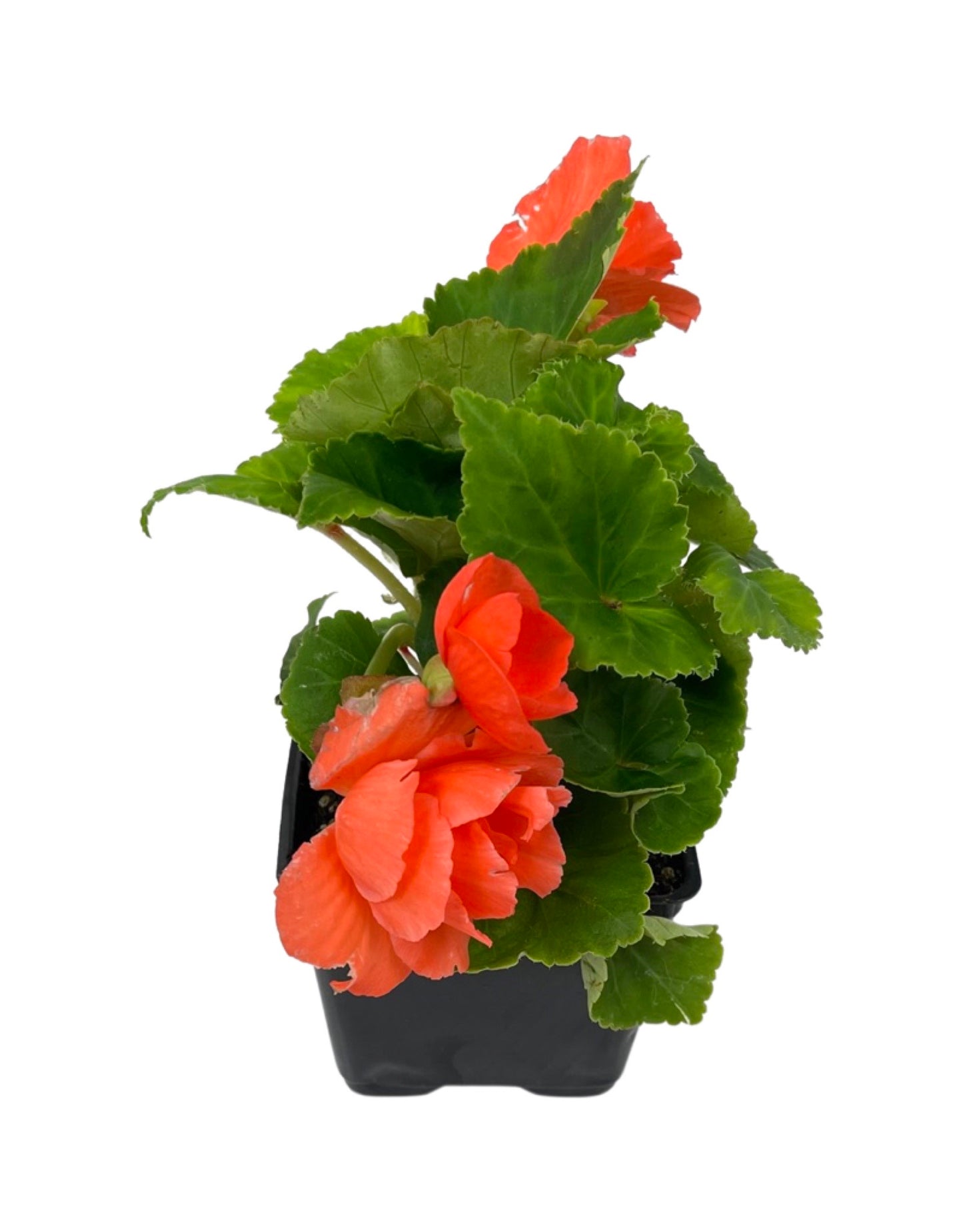 Begonia 'Nonstop Salmon'