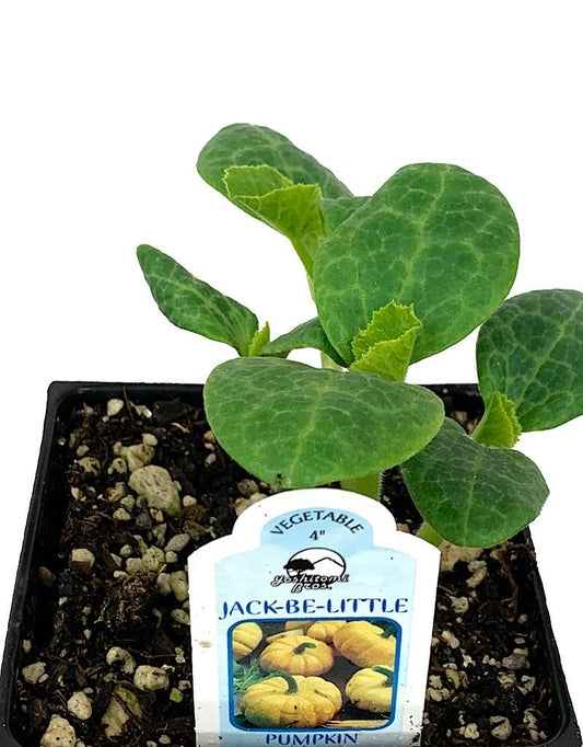Pumpkin 'Jack Be Little' 4 inch - The Garden Corner