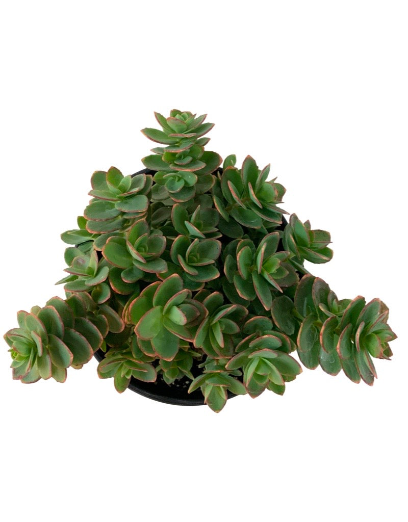 Sedum 'Lime Zinger'