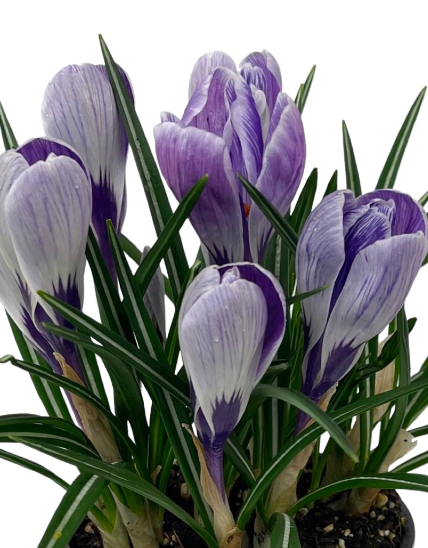 Crocus vernus 'Striped Beauty' 4 Inch - The Garden Corner
