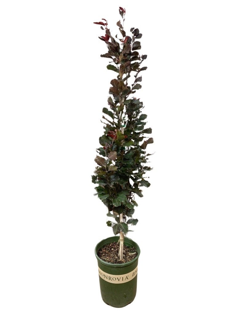 Fagus sylvatica 'Red Obelisk' - The Garden Corner