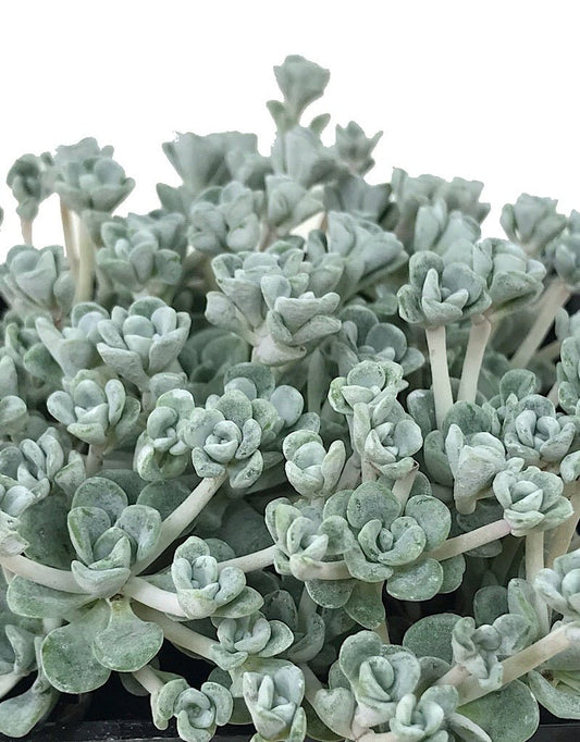Sedum spathulifolium 'Cape Blanco' - The Garden Corner