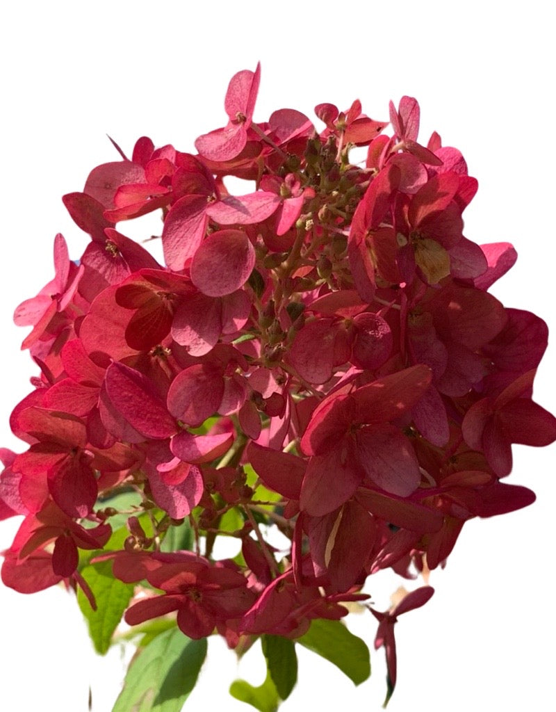 Hydrangea paniculata 'Skyfall'