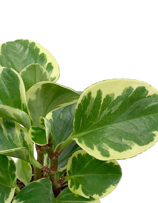 Peperomia obtusifolia Variegata - House Plants