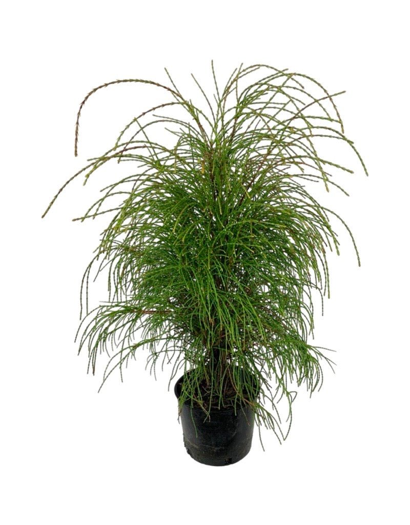 Thuja orientalis 'Franky Boy' - Shrubs