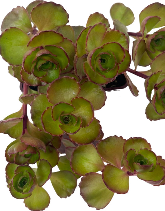 Sedum 'Dark Dragon' 4 Inch - The Garden Corner