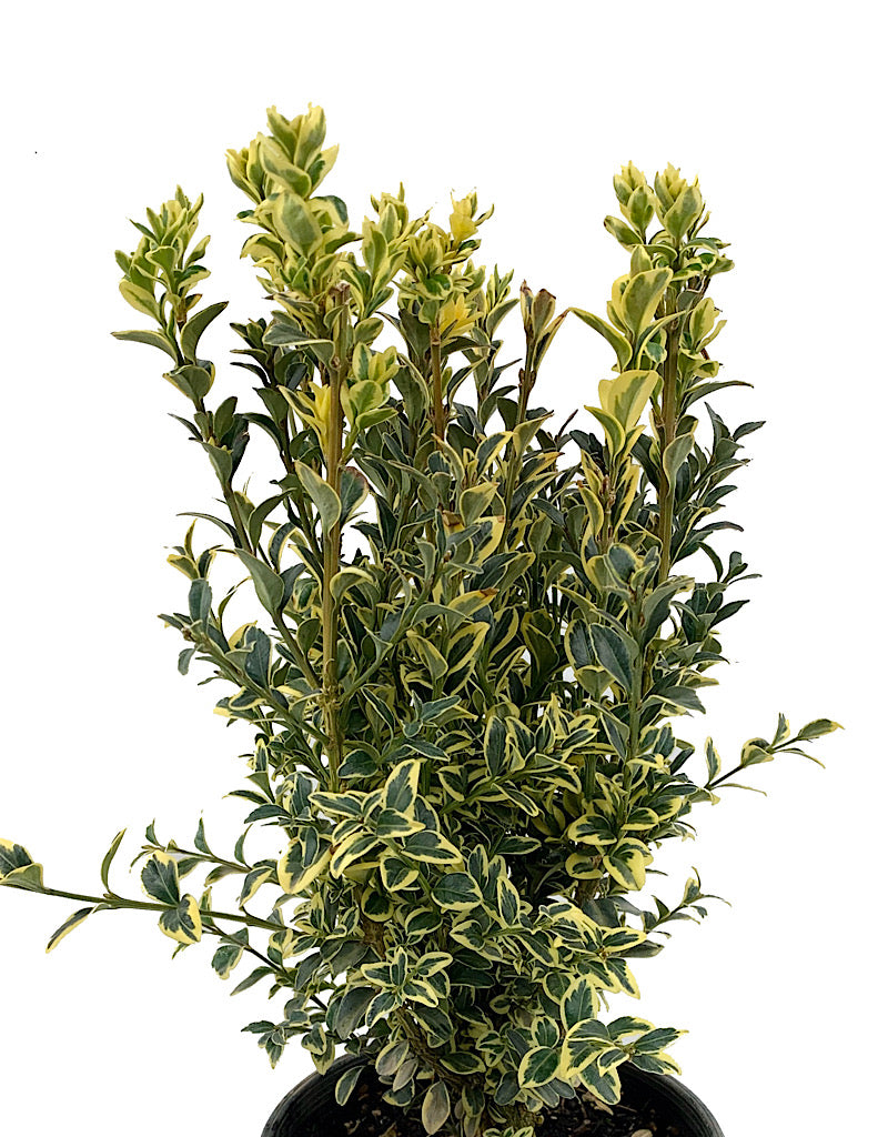 Buxus sempervirens 'Aureo variegata' 1 Gal