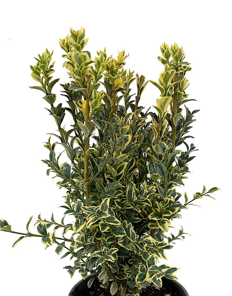 Buxus sempervirens 'Aureo variegata' 1 Gal - The Garden Corner