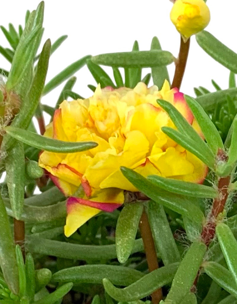 Portulaca 'Yellow' Jumbo Traypack
