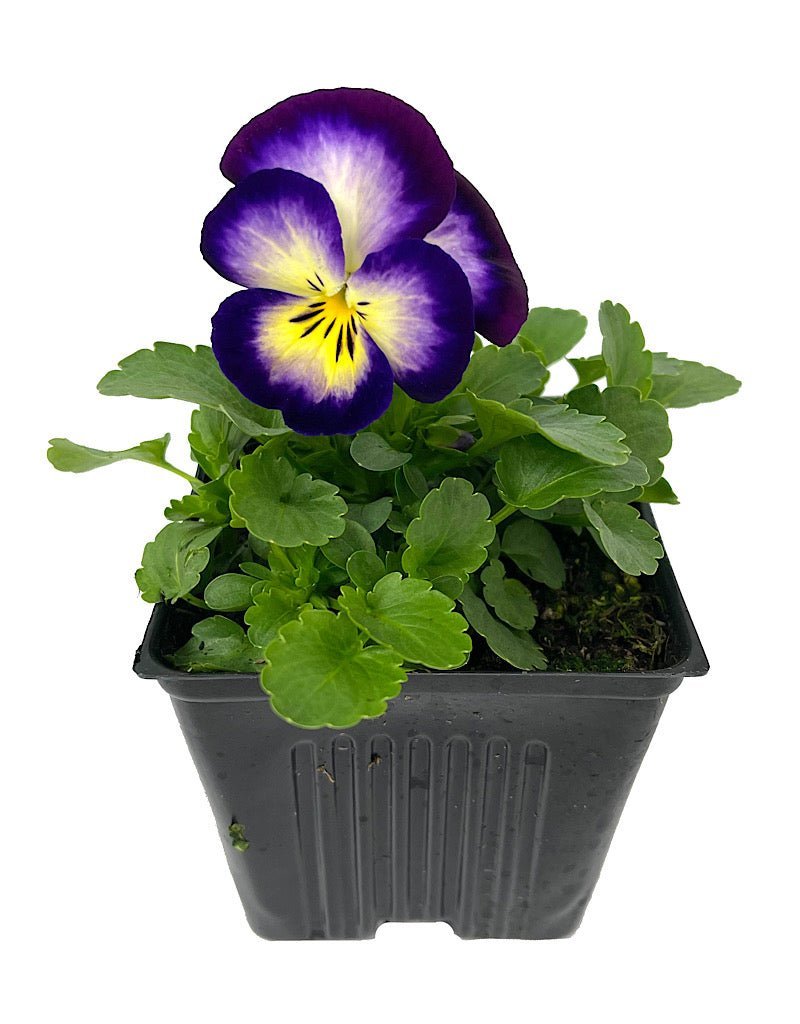 Pansy - Seasonal Plant
