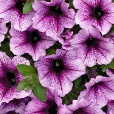 Petunia 'Supertunia Bordeaux'