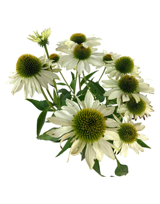 Echinacea 'Kismet White' - The Garden Corner