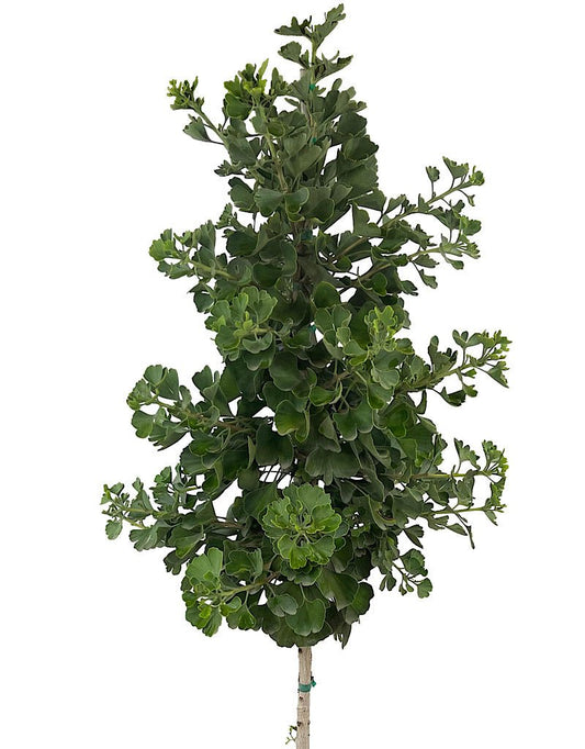 Ginkgo biloba 'Jade Butterfly' 10 Gallon - The Garden Corner