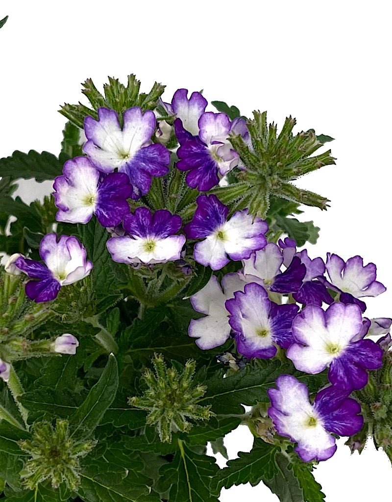 Verbena 'Wicked Cool Blue' - The Garden Corner