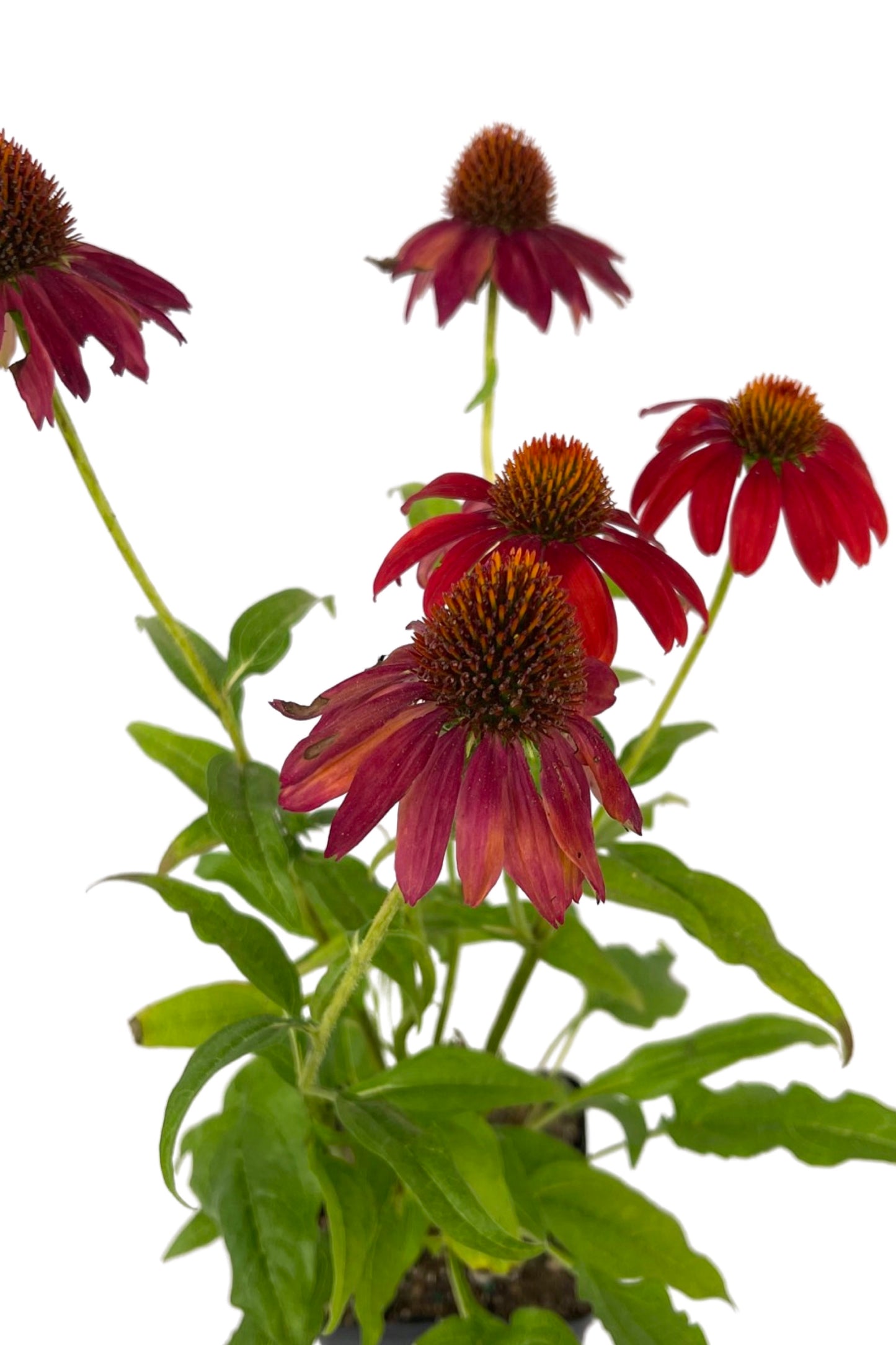 Echinacea 'Sombrero Salsa Red' Quart