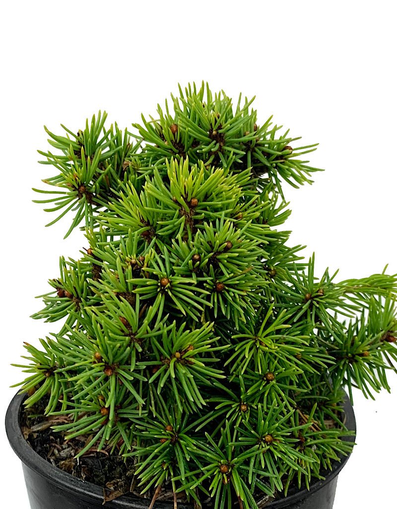 Picea abies 'Jana' 4 Inch - The Garden Corner