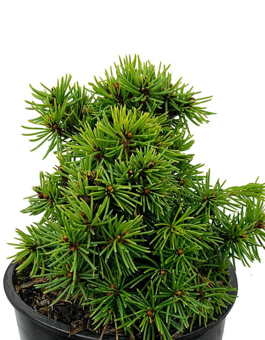 Picea abies 'Jana' 4 Inch - The Garden Corner